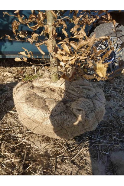 Граб звичайний залистяний до низу з комом землі